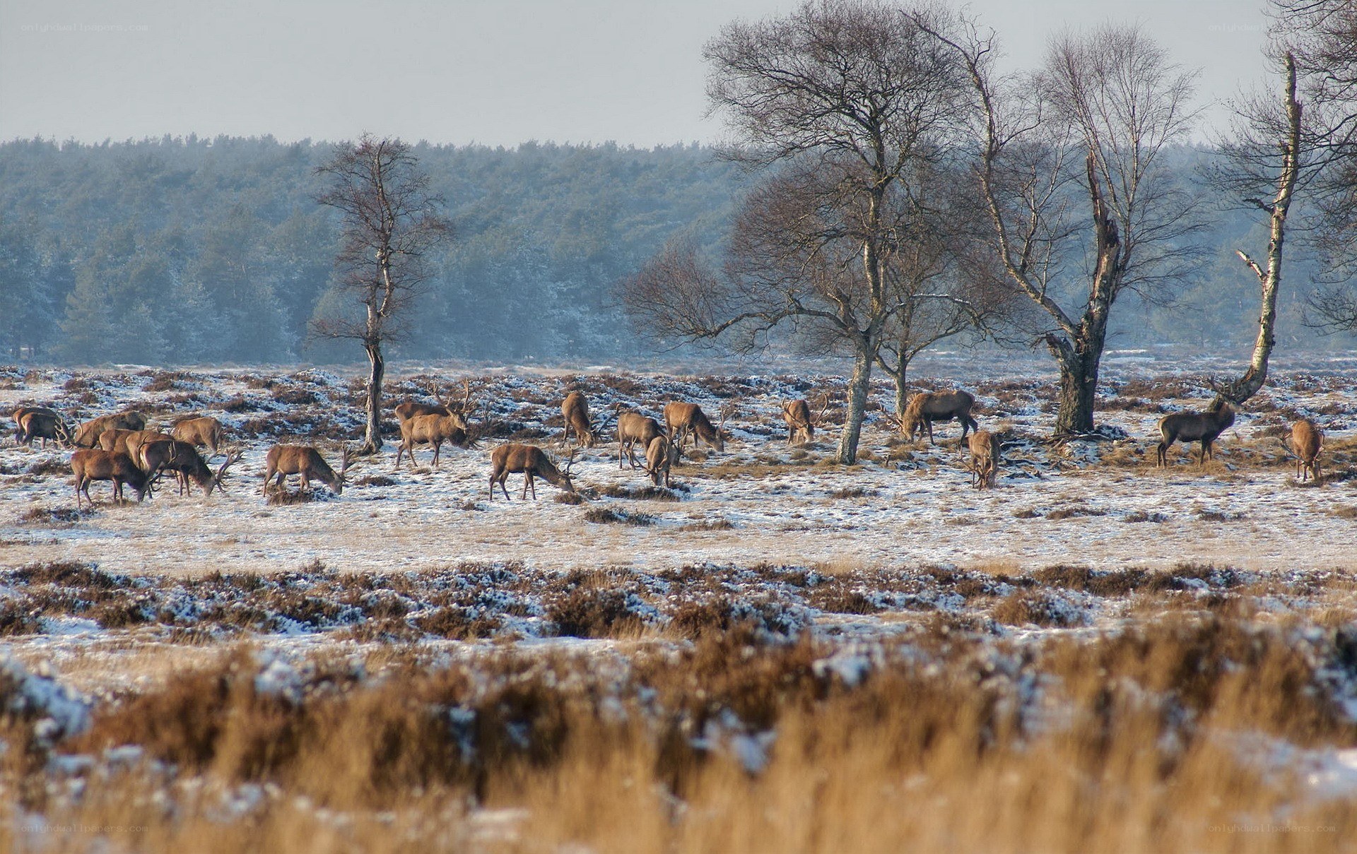 Deer herd in snowy field
