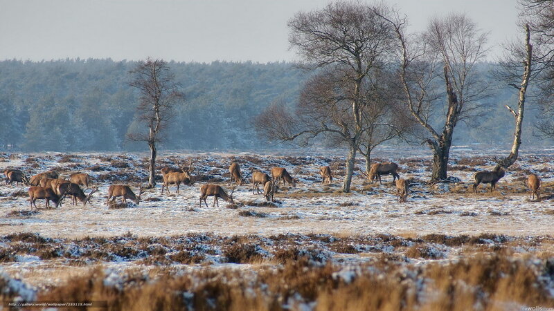 Deer herd in snowy field