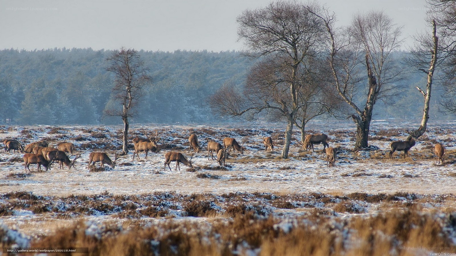 Deer herd in snowy field