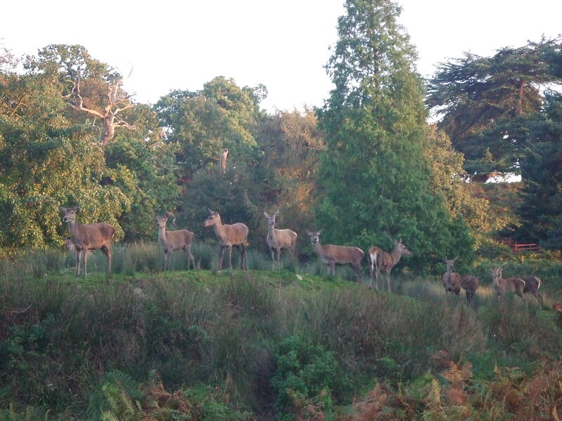 Deer Herd on Hill