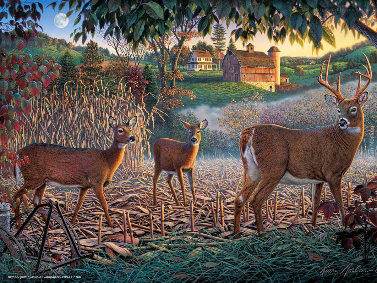 Deer in a Cornfield at Dusk