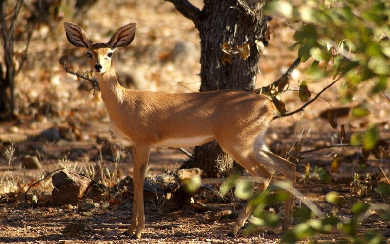 Deer in a dry forest