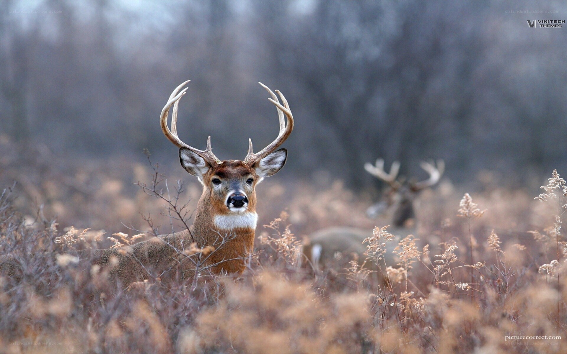 Deer in a field
