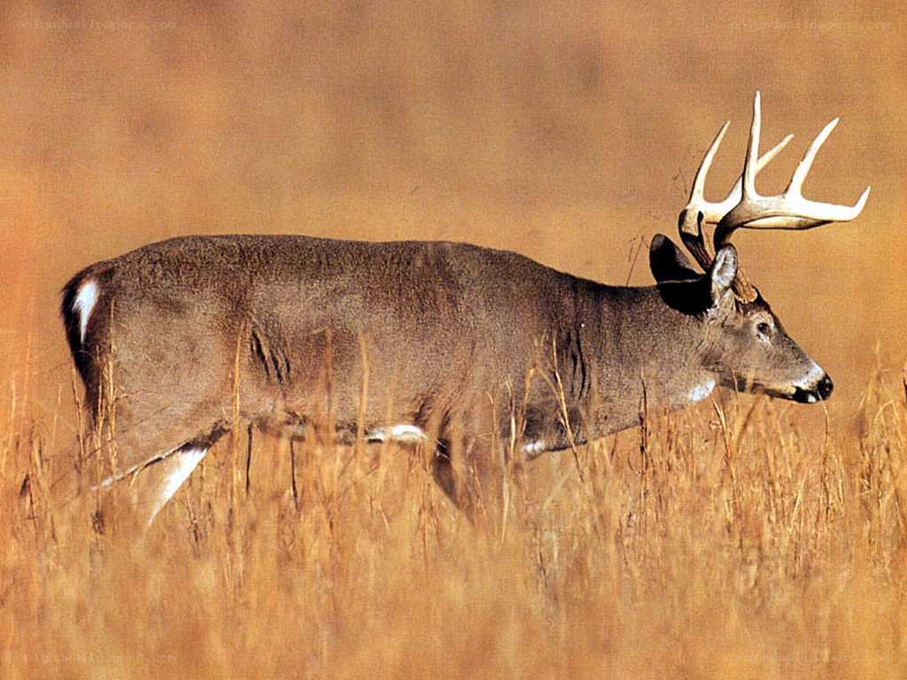 deer in a field
