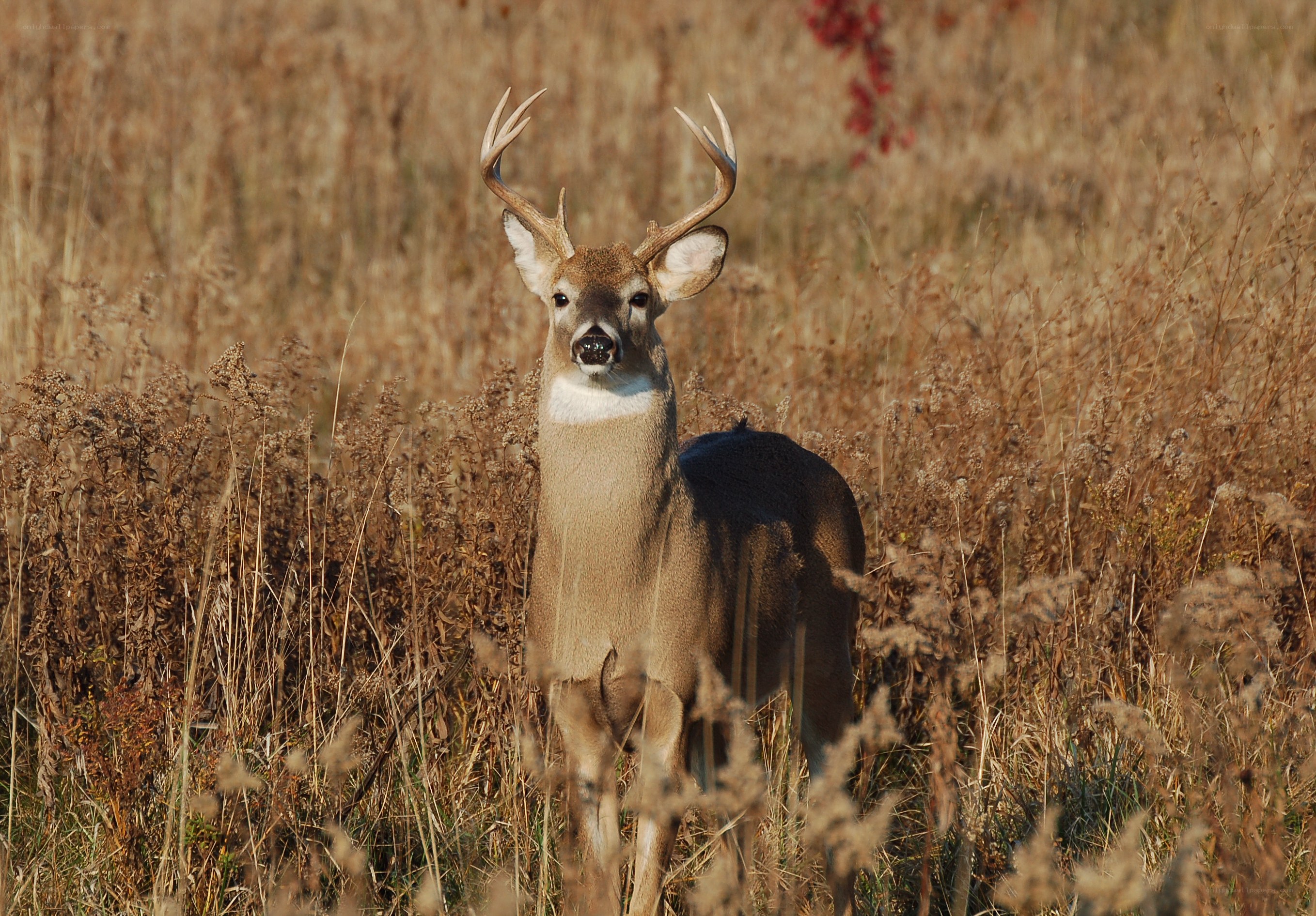 Deer in a field
