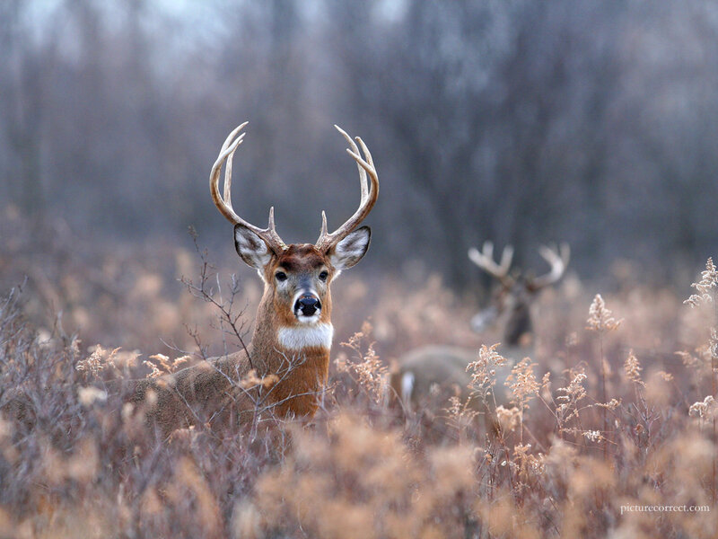 Deer in a field