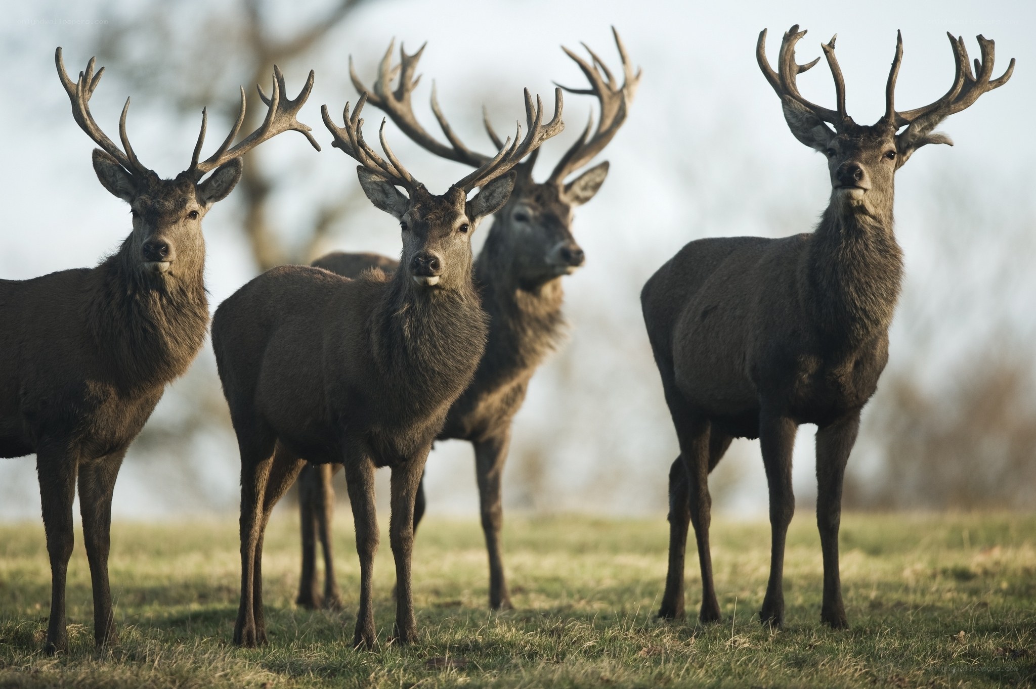deer in a field