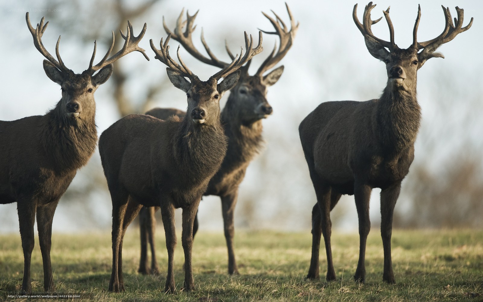 deer in a field