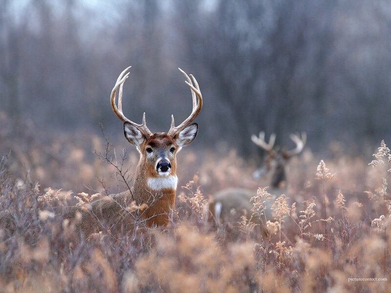 Deer in a field