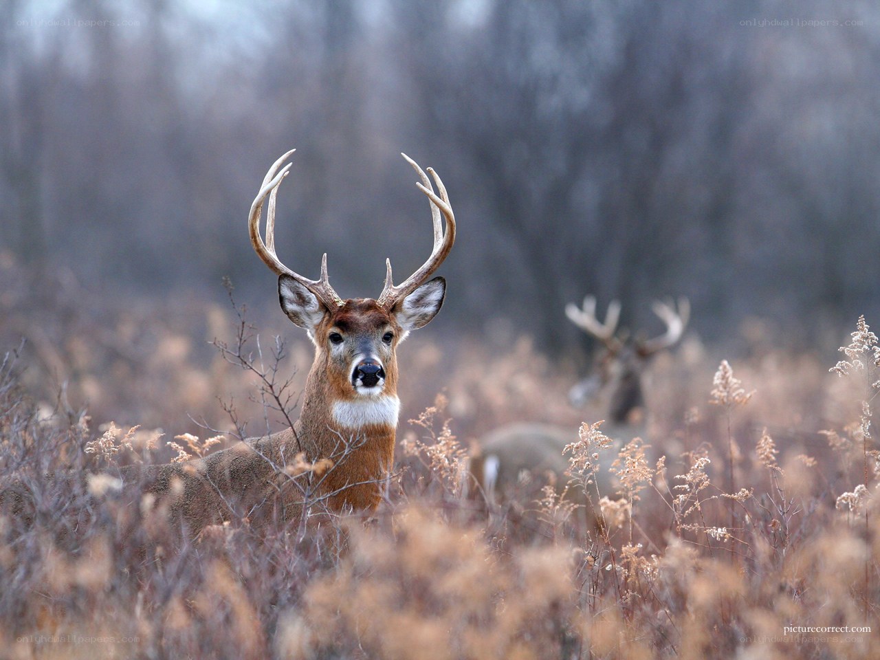Deer in a field