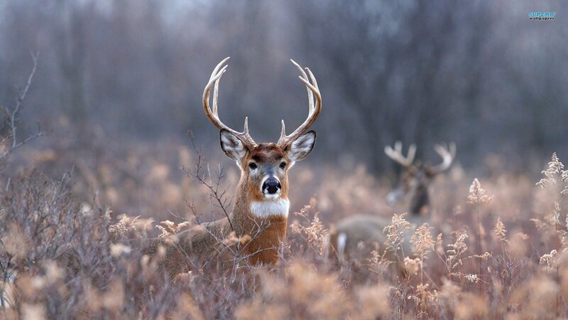 Deer in a field