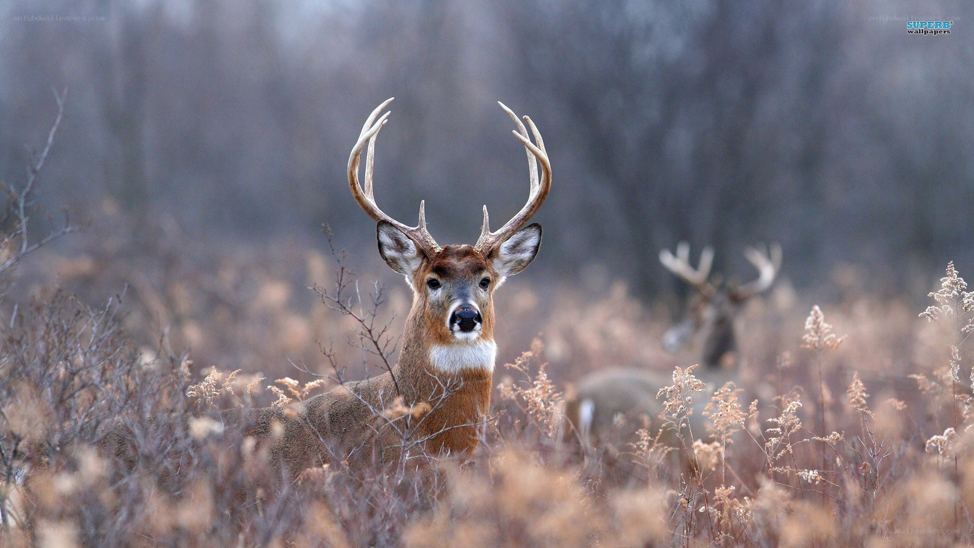 Deer in a field