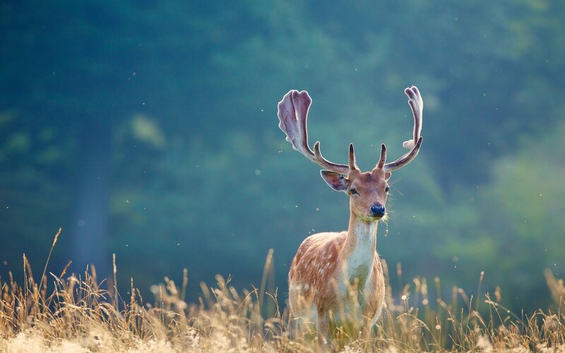 deer in a field at sunrise
