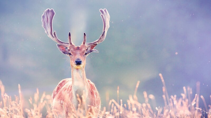 Deer in a field at sunrise