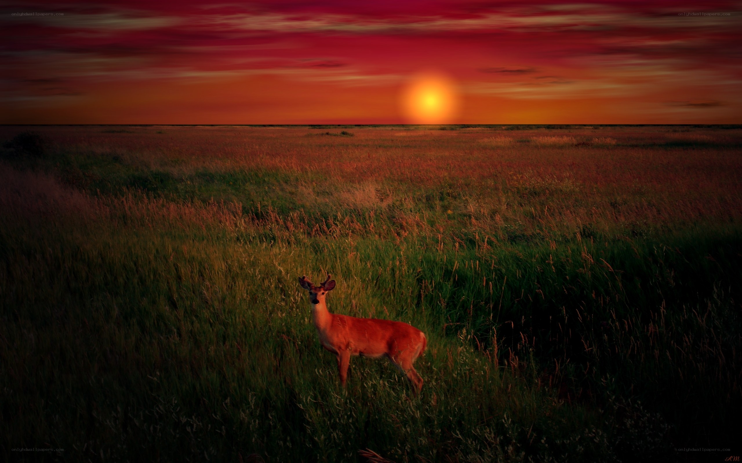 Deer in a field at sunset