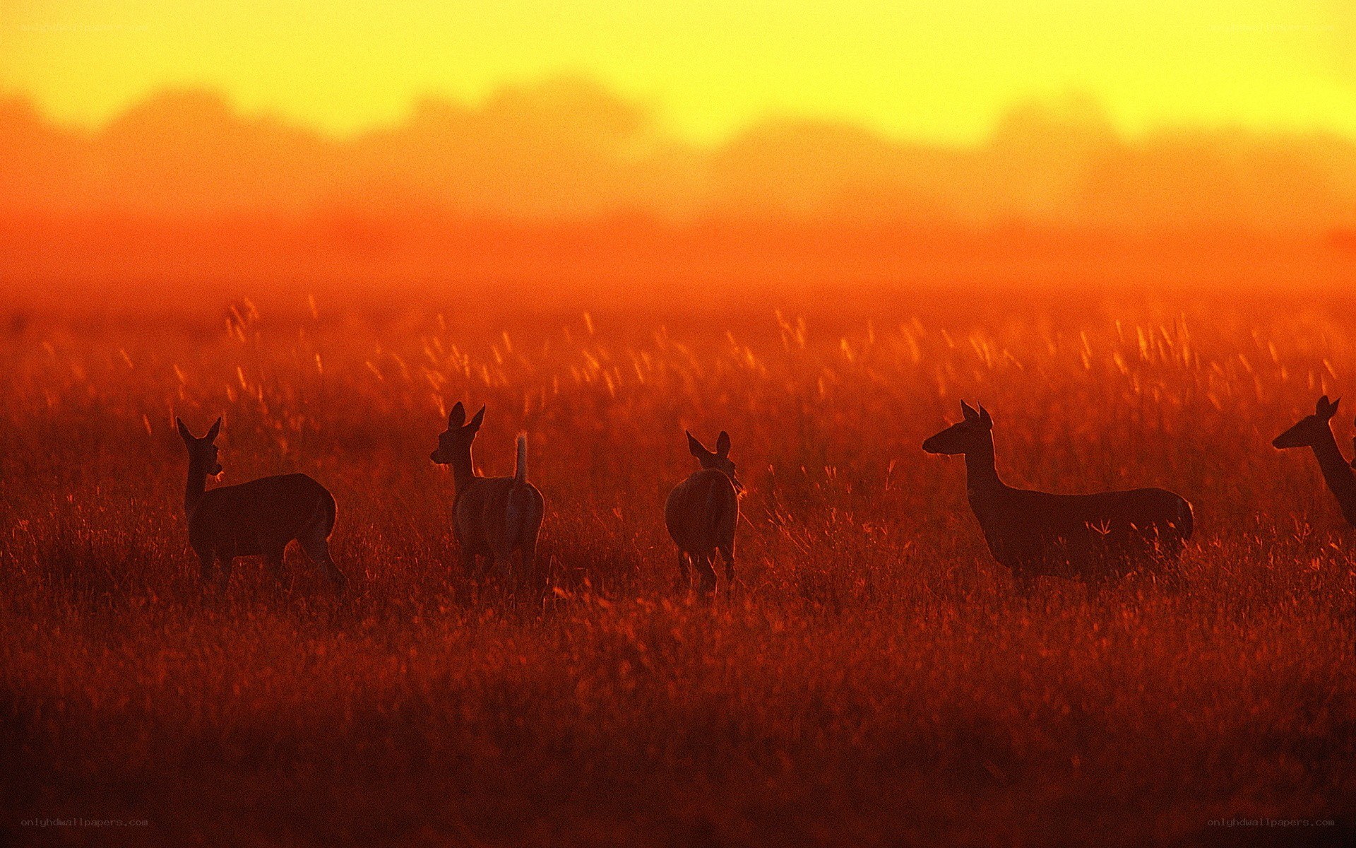 Deer in a field at sunset