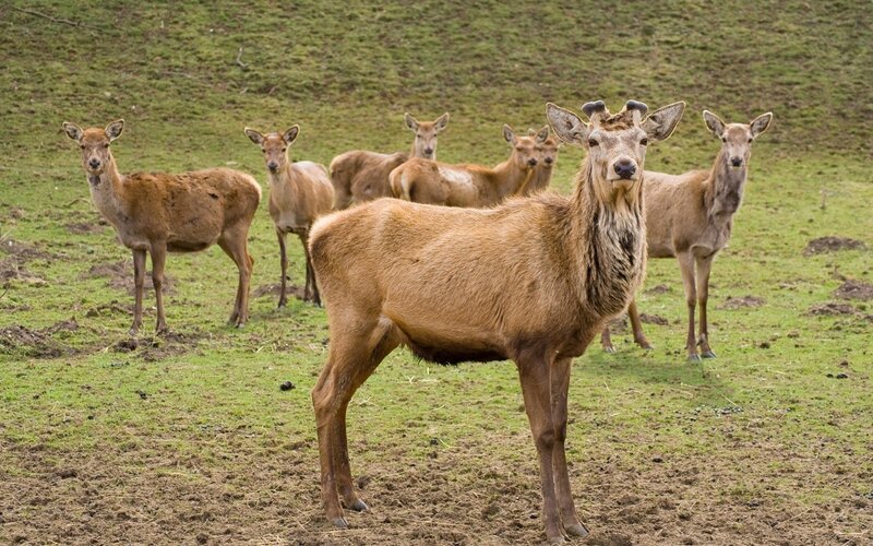 Deer in a Field — Brown, Calm, Afternoon, Photograph, Grass
