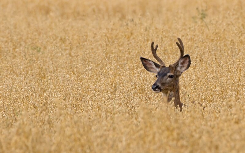 Deer in a Field — Brown, Calm, Afternoon, Photograph
