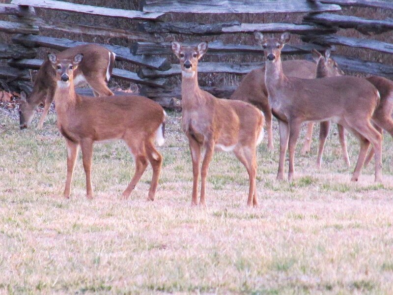 Deer in a Field — Brown, Calm, Afternoon
