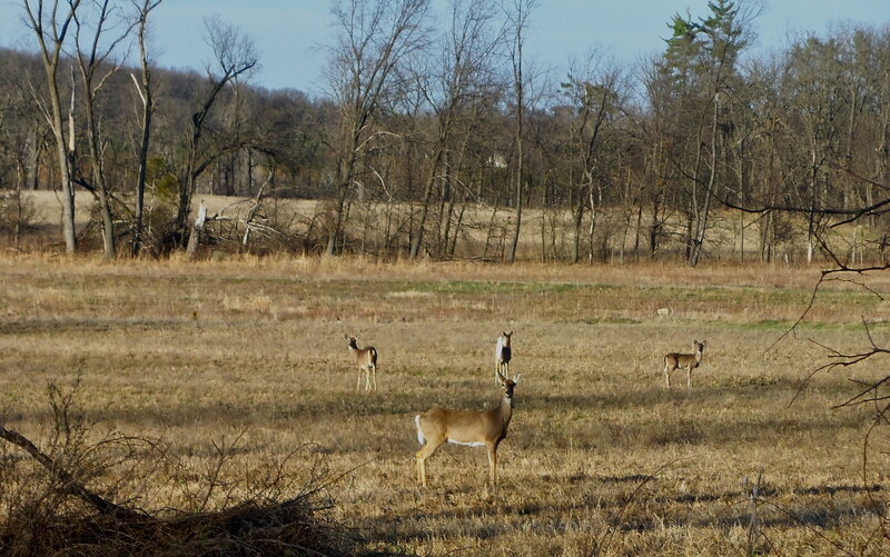 Deer in a Field — Brown, Calm