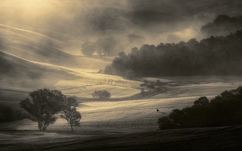 Deer in a Field — Brown, Serene, Morning