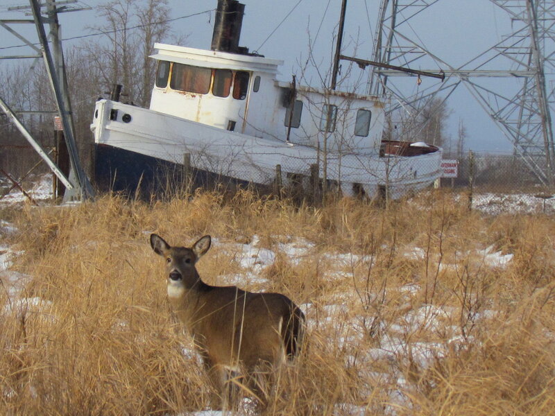 Deer in a Field — Brown