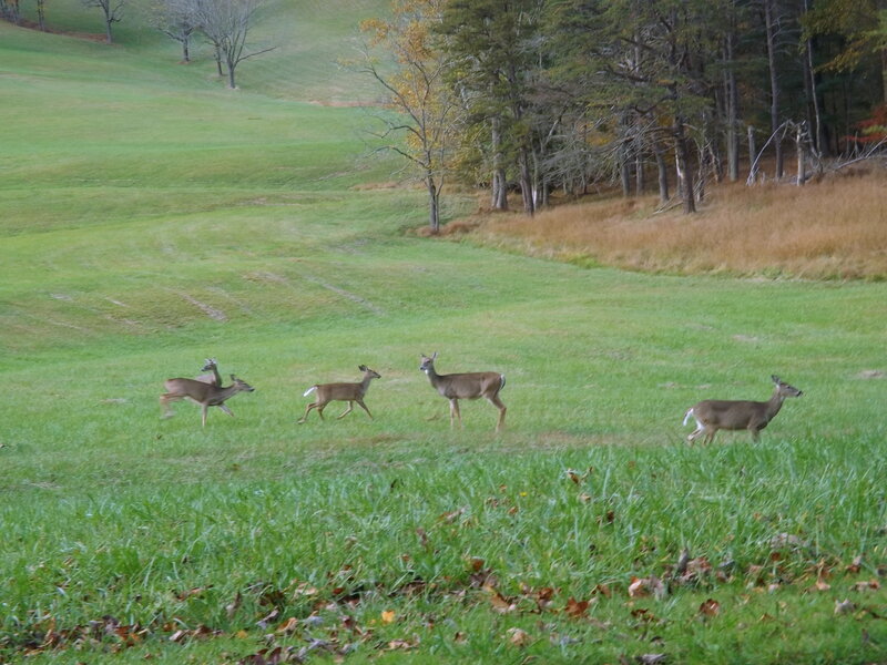 Deer in a Field — Green, Calm, Autumn