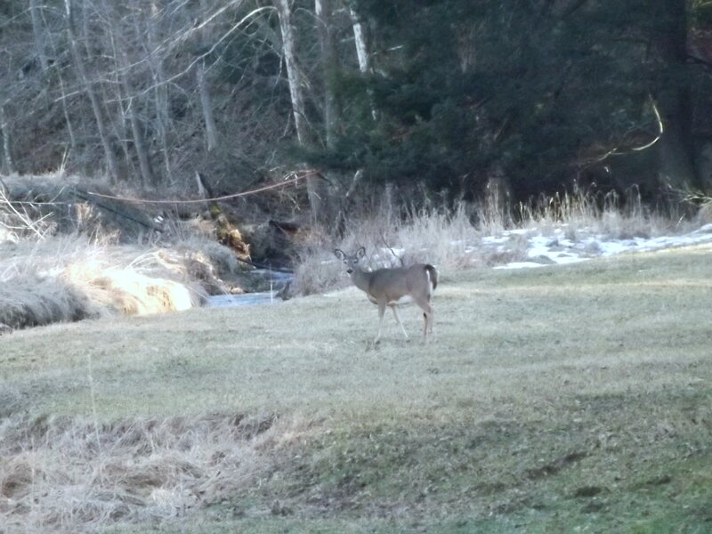 Deer in a Field — Green, Calm