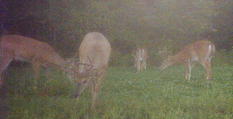 Deer in a Field — Green, Dark