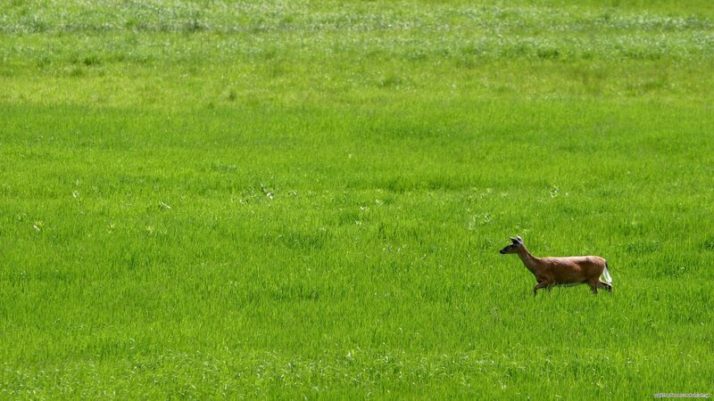 Deer in a Field — Green, Serene, Afternoon, Photograph