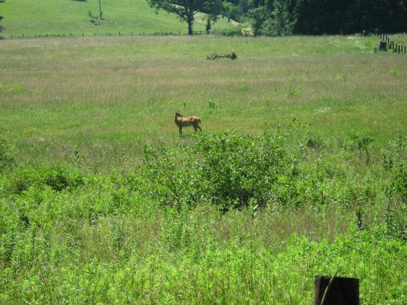 Deer in a Field — Green, Serene, Afternoon, Photograph, Tree