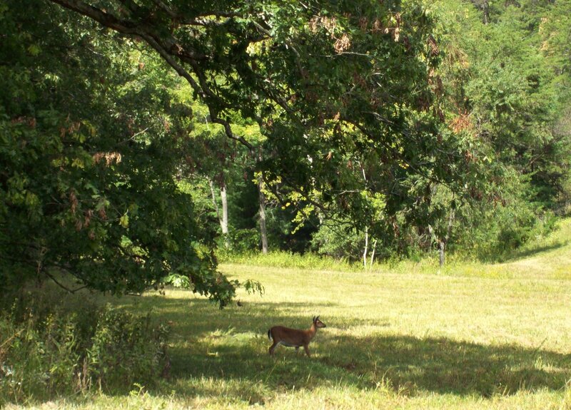 Deer in a Field — Green, Serene, Afternoon