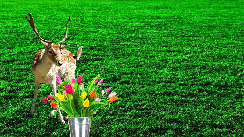 Deer in a Field — Green, Serene, Spring