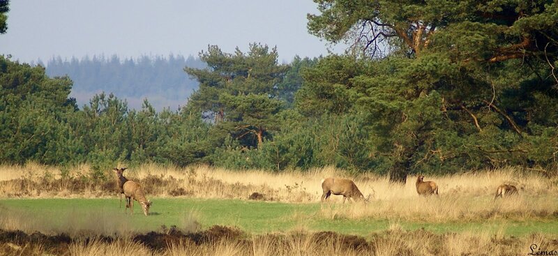 Deer in a Field — Green, Serene