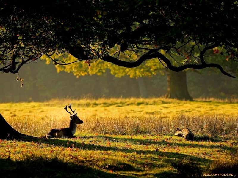 Deer in a Field — Green