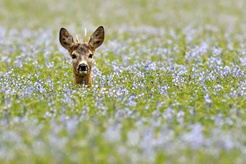 Deer in a field of flowers