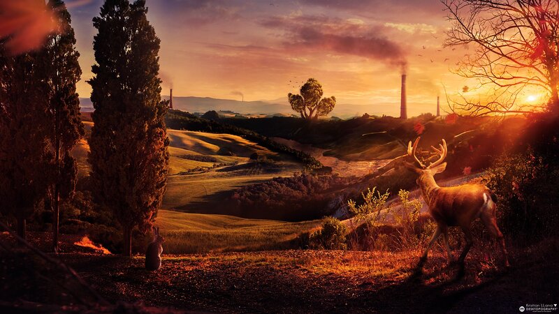 Deer in a Field — Orange, Dramatic, Sunset