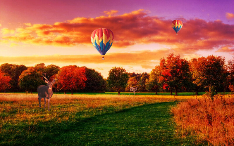 Deer in a Field — Orange, Serene