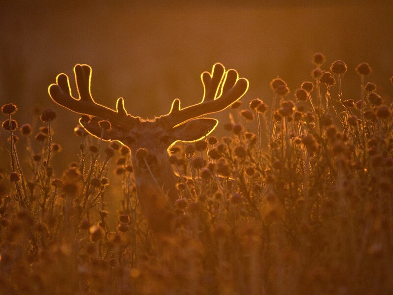 Deer in a Field — Orange