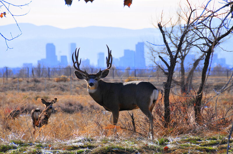 Deer in a field with city skyline