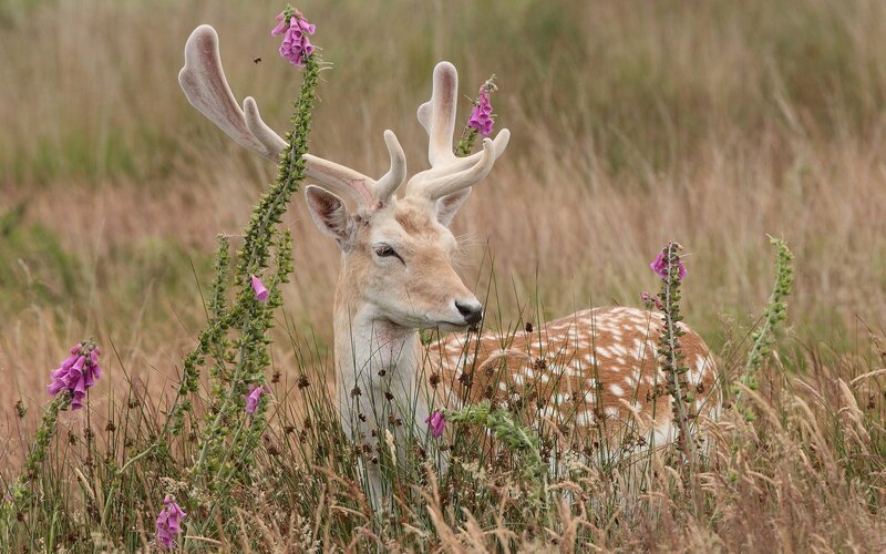 Deer in a field with flowers
