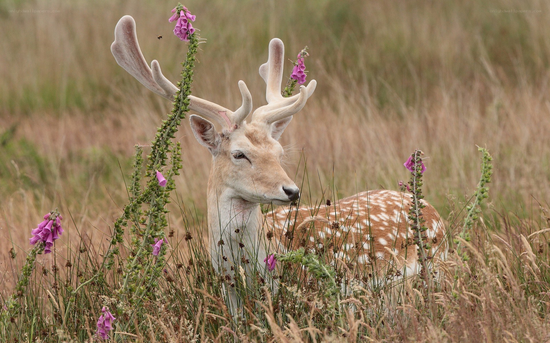 Deer in a field with flowers