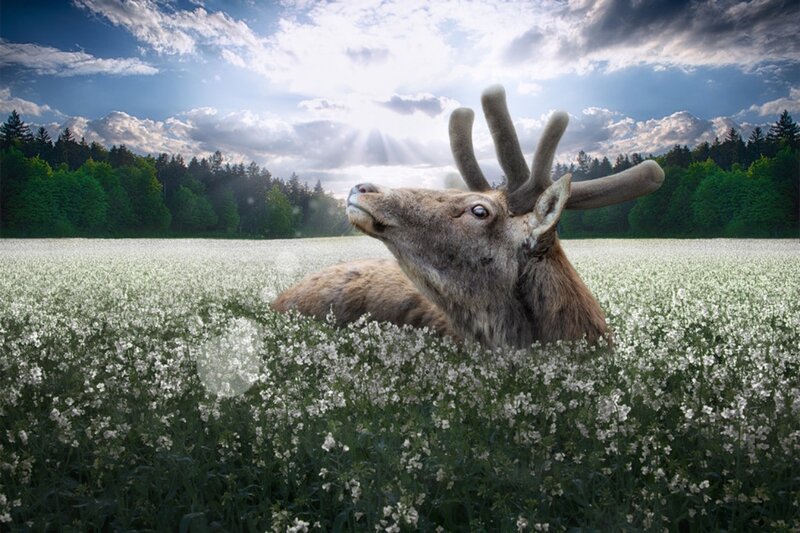 Deer in a Flower Field — White