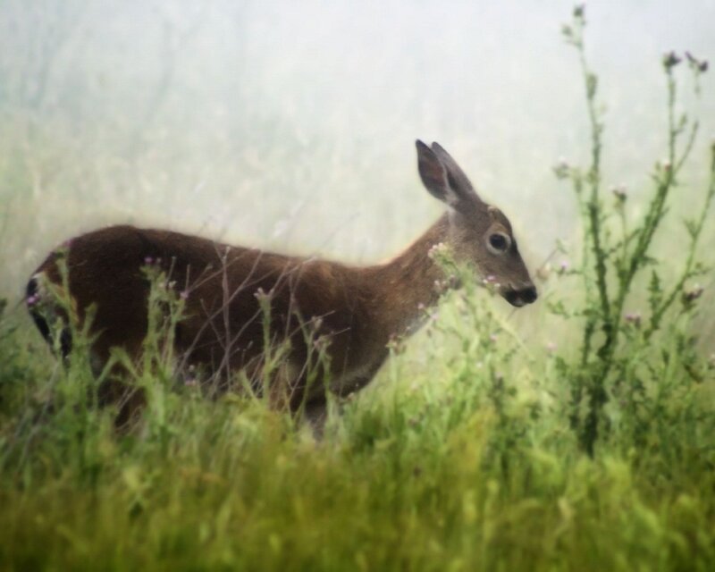 Deer in a foggy field