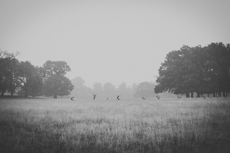 Deer in a Foggy Field — Black