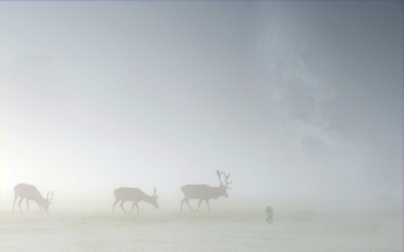 Deer in a foggy field