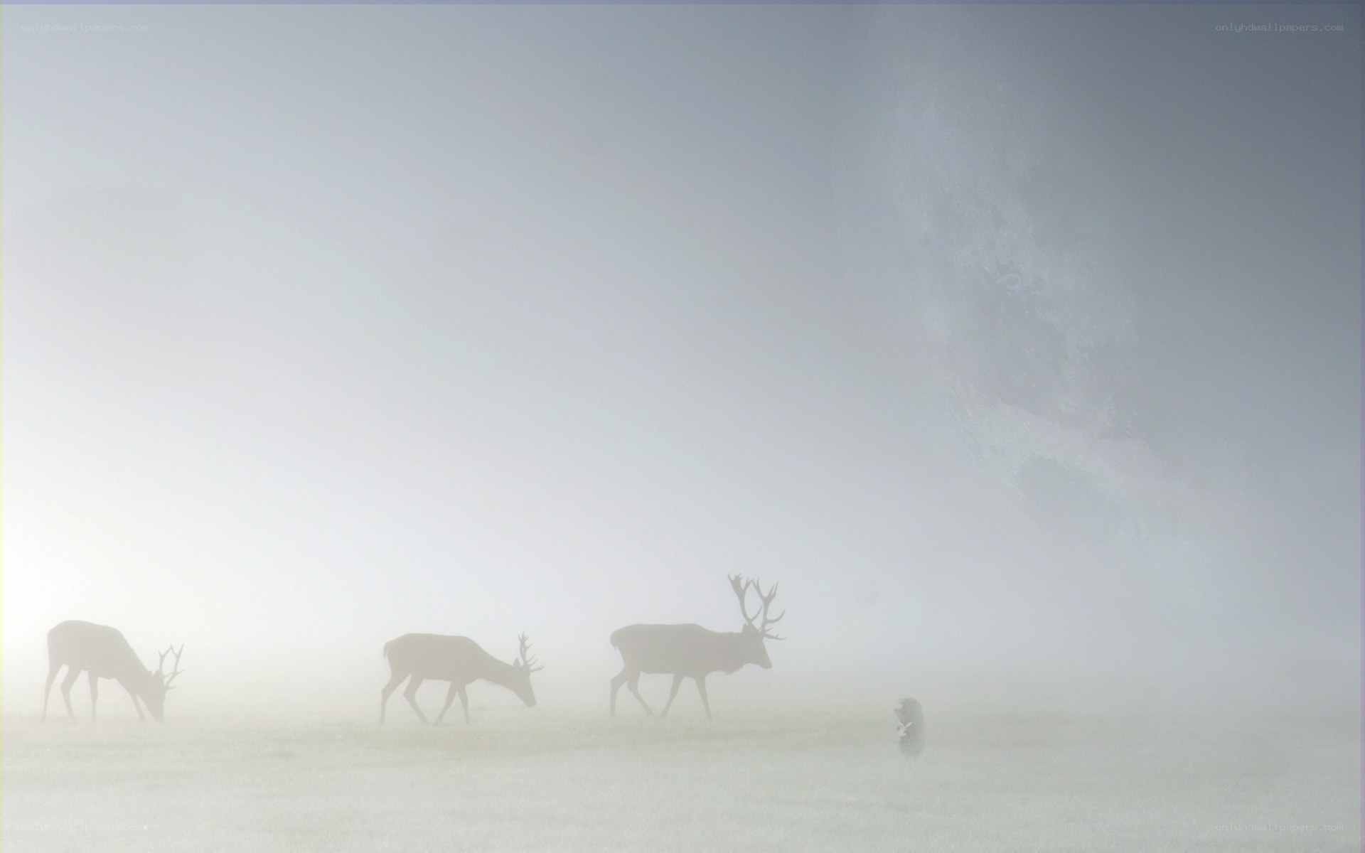 Deer in a foggy field