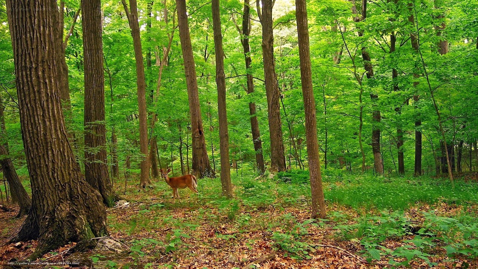 Deer in a forest