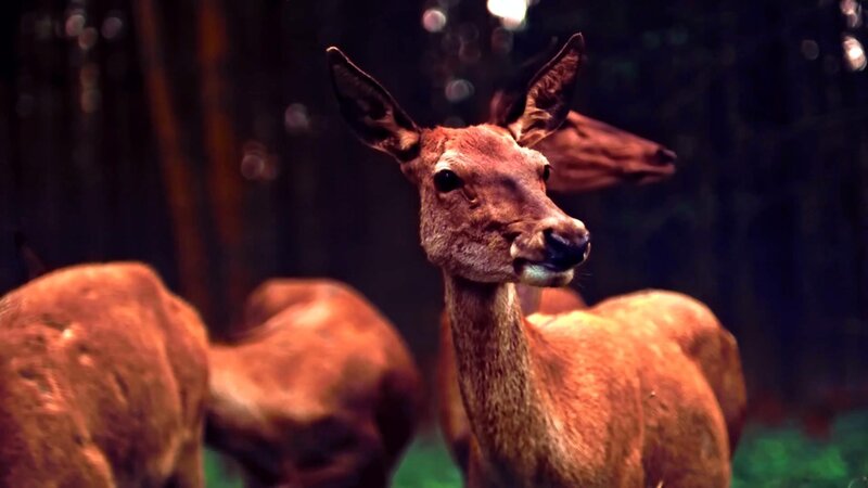 Deer in a forest at night
