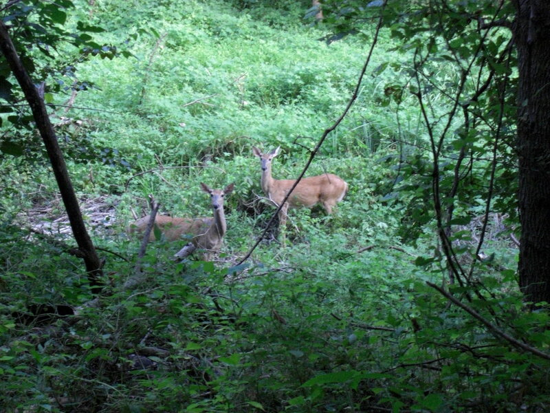 Deer in a forest clearing